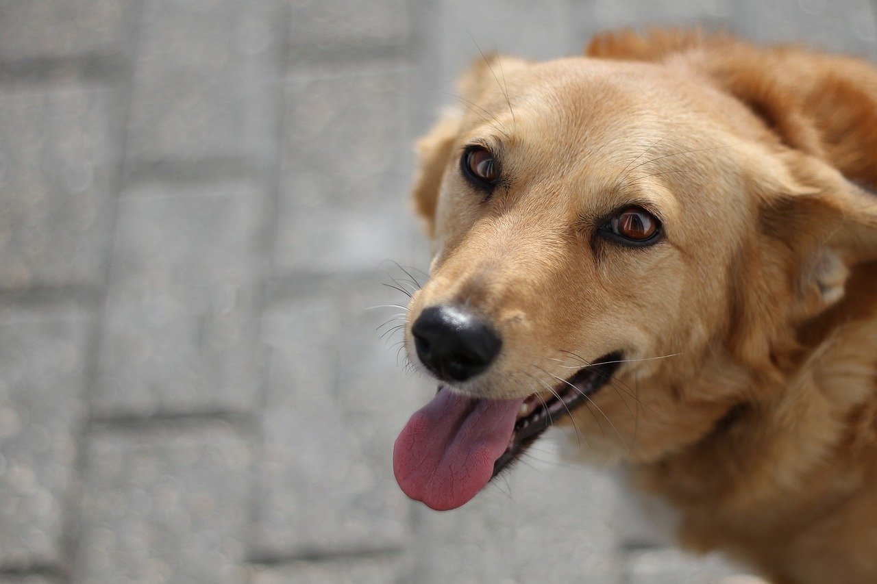 Pet Care Services