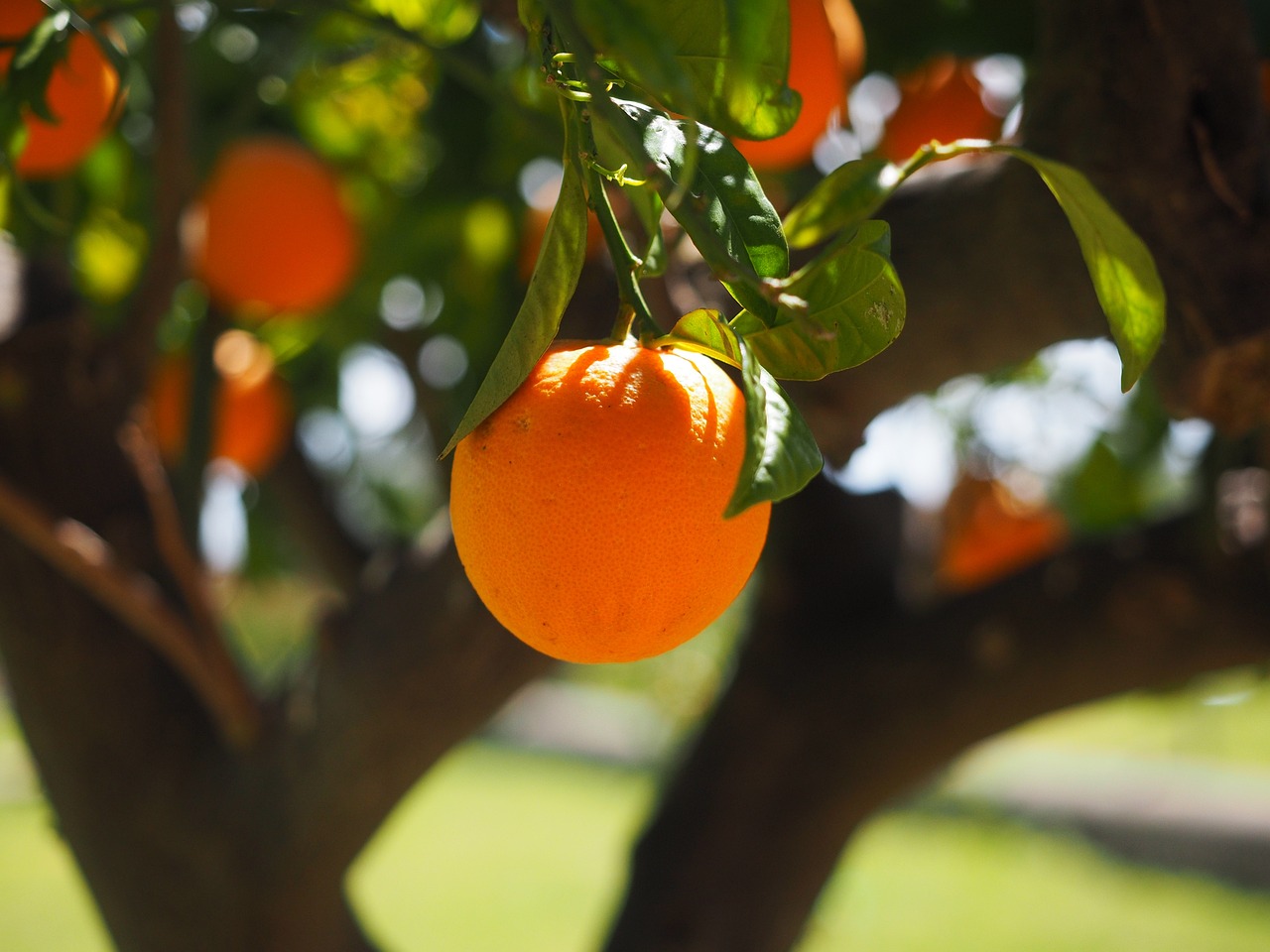 Orange Grove in Naples