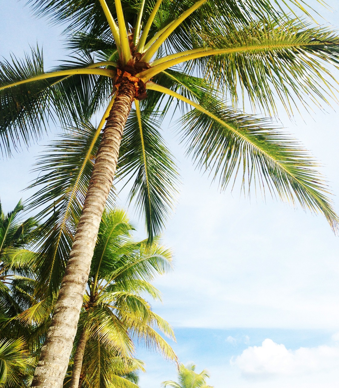 Palm Tree and Insurance